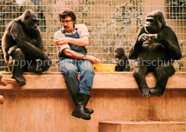 Affen Gorillamutter mit Jungen Zoo Basel Tier