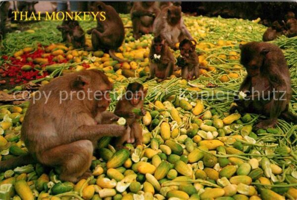 Affen Thai Monkeys Thailand