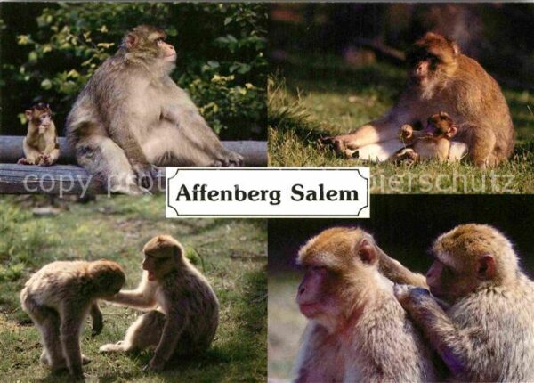Affen Berberaffen Affenberg Salem Bodensee