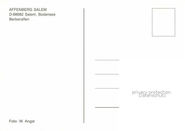 Affen Berberaffen Affenberg Salem Bodensee – Bild 2