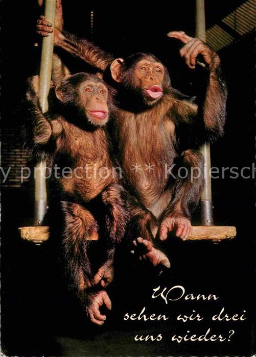 Affen Junge Schimpansen Tierpark Duisburg