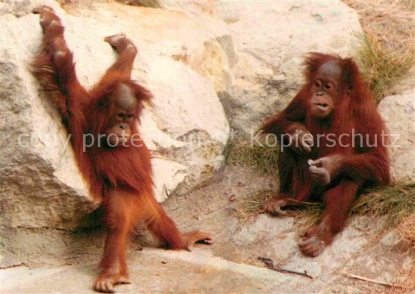 Affen Orang-Utans Zoo Berlin