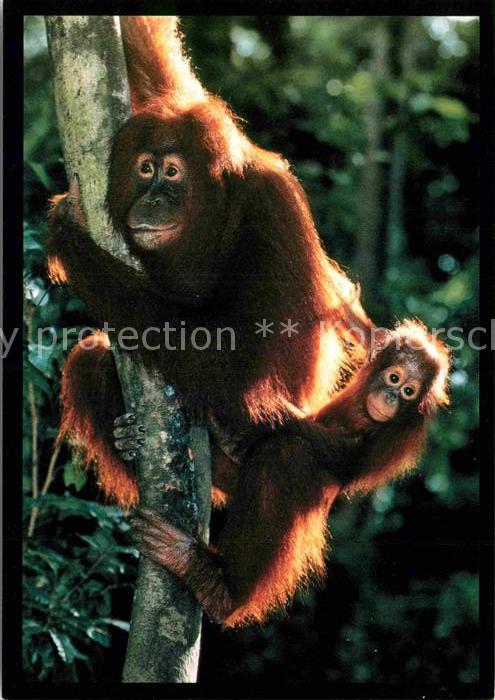 Affen Orang-Utan and Baby