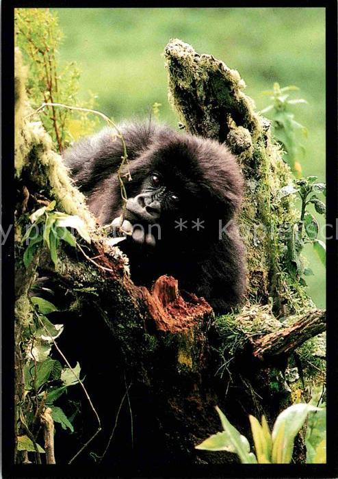 Affen Mountain Gorilla