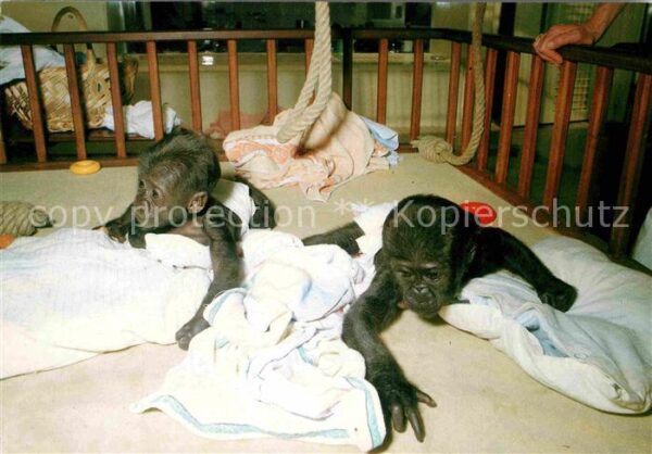 Affen Baby-Gorillas Aufzuchthaus Stuttgart-Ba