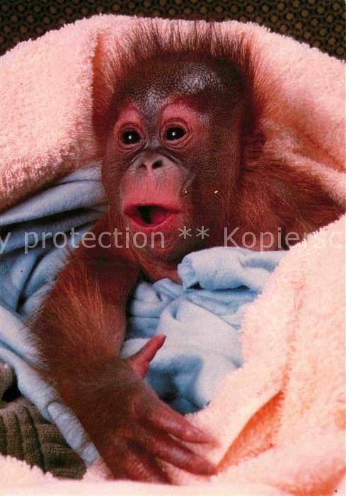 Affen Baby bright Eyes