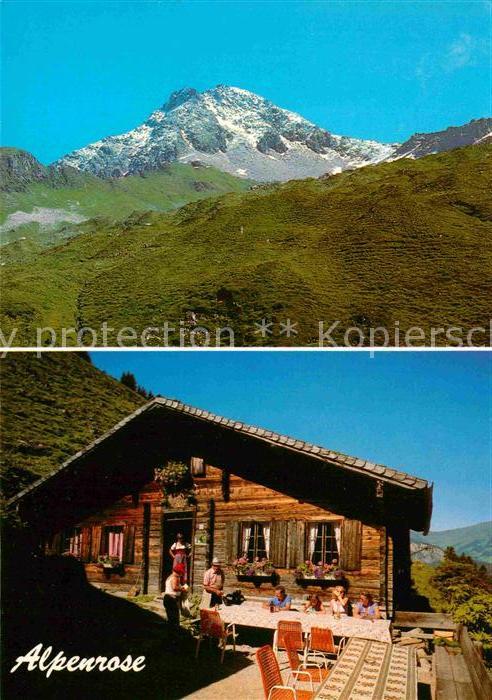 Zillertal Tirol Ahornspitze Alpenrose