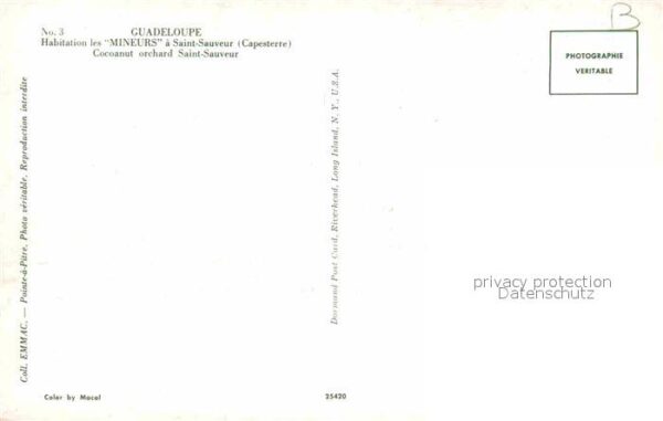 Saint Sauveur Capesterre Habitation les Mineurs Cocoanut orchard – Bild 2