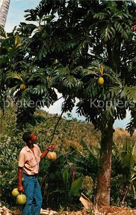 Martinique Arbre a pain et ses fruits