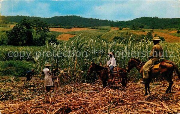 Martinique Recolte de la canna sucre Zuckerrohrern
