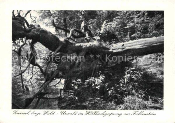 Zwiesel Niederbayern Urwald im Höllbachgespreng am Falkenste