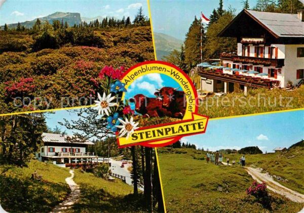 Waidring Tirol Alpengasthof Steinplatte Wanderweg Land