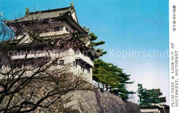 Japan Plum Tree