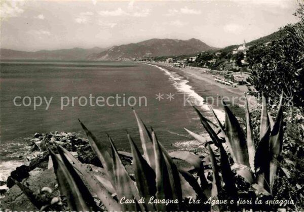 Cavi di Lavagna Tra Agave e fiori la spiaggia