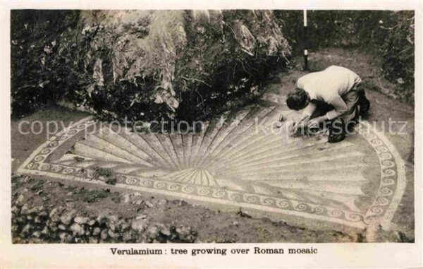 Verulam Tree growing over Roman Mosaic