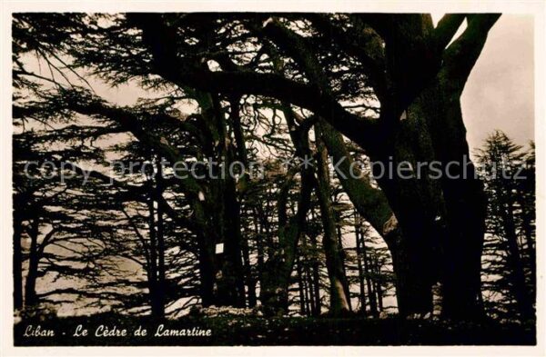 Libanon Le Cedre de Lamartine