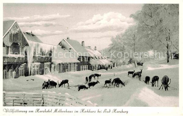 Bad Harzburg Wildfütterung am Harzhotel Molkenhaus
