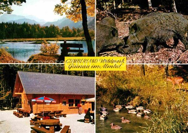 Gruenau Almtal Cumberland Wildpark Wildschweine  Resta
