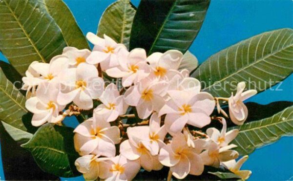 Blumen Frangipanier Plumeria