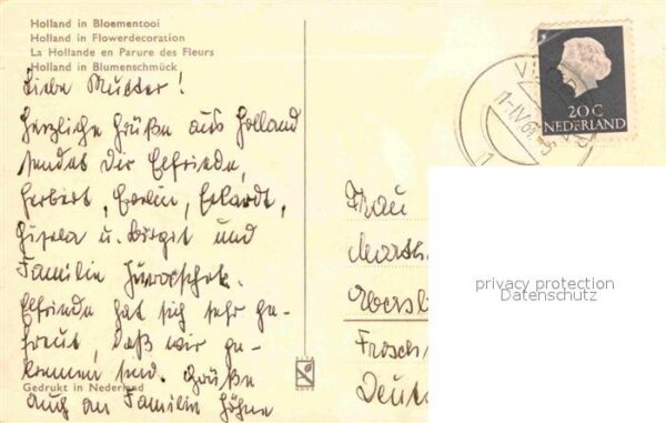 Trachten Holland Tulpen – Bild 2