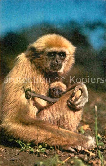Affen Singe et son Petite