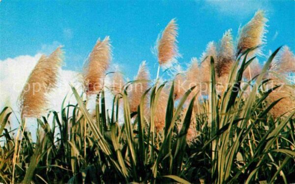 Blumen Fleurs de la canne a sucre Guadeloupe