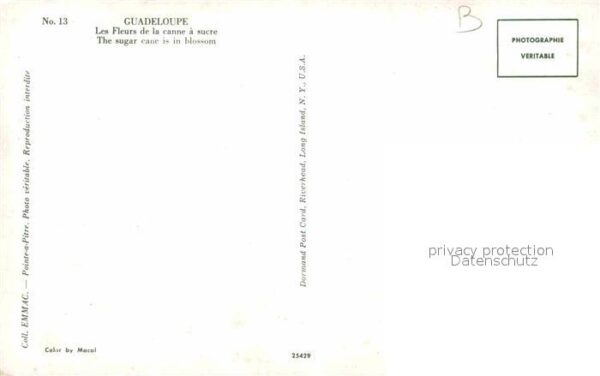 Blumen Fleurs de la canne a sucre Guadeloupe – Bild 2
