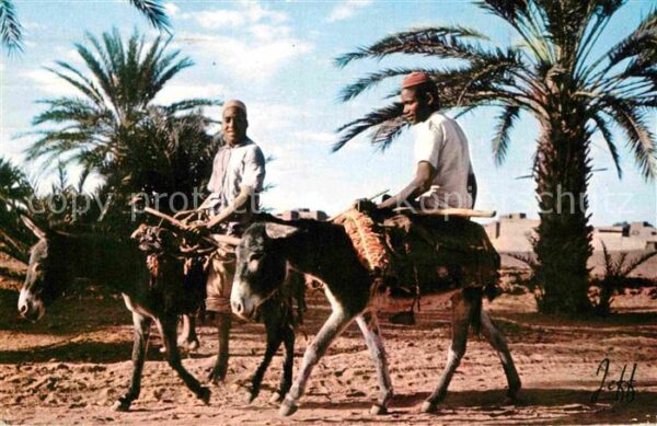 Esel Tiere Maroc Palmeraie de Zagora Marokko