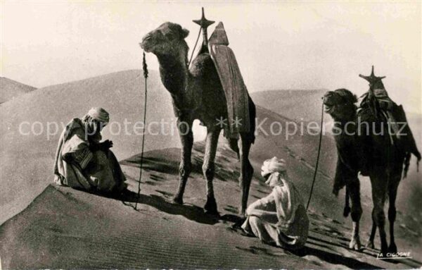Kamel  Camel Chameau Repos sur la Crete