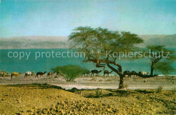Kamel  Camel Chameau Dead Sea Caravan of Camels