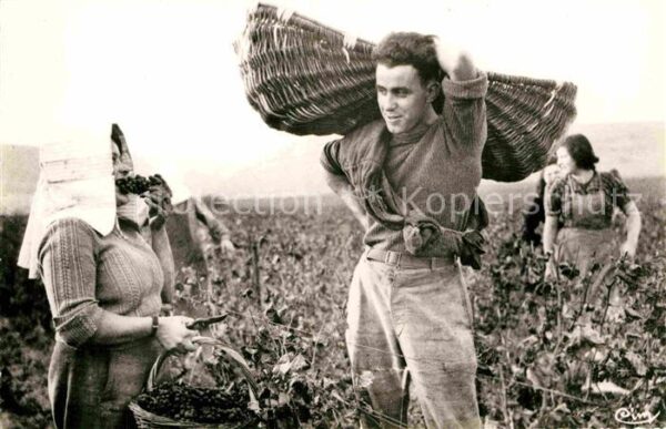 Ernte Landwirtschaft Vendanges Trauben