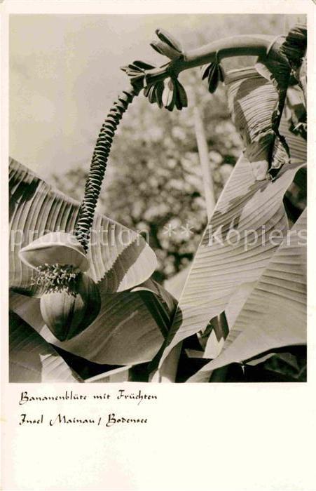 Bananen Bananenblüten mit Früchten Insel Mainau