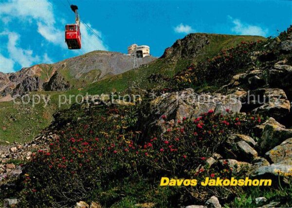 Seilbahn Davos Jakobshorn Alpenflora