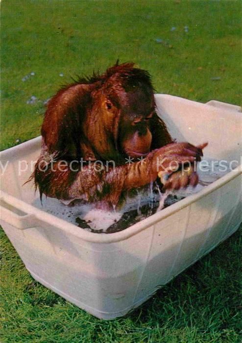 Affen Baden