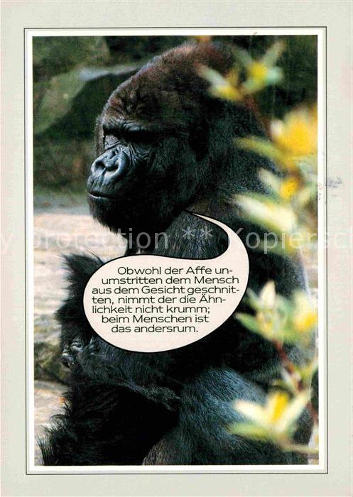 Affen Gorilla Humor