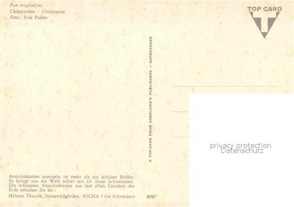 Affen Schimpanse – Bild 2