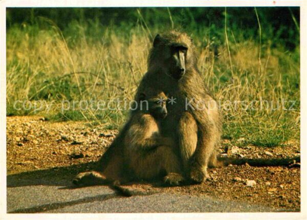 Affen Female Baboon with her Baby South Afric