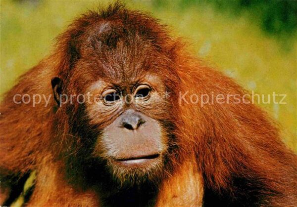 Affen Orang-Utan Anak Zoo Berlin