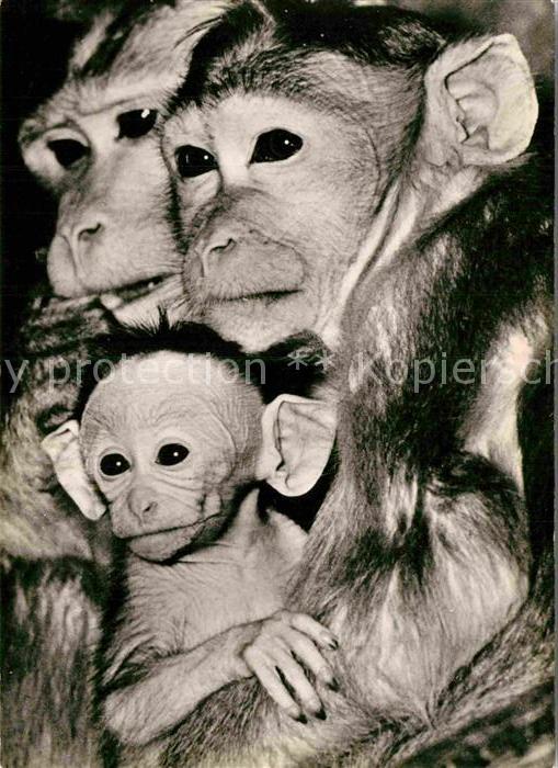 Affen Hutaffen-Familie