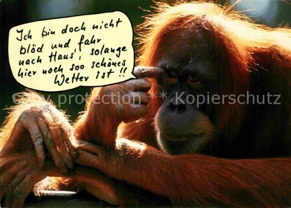 Affen Humor