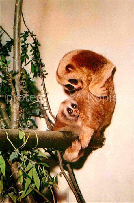 Affen Slow Loris Plumploris