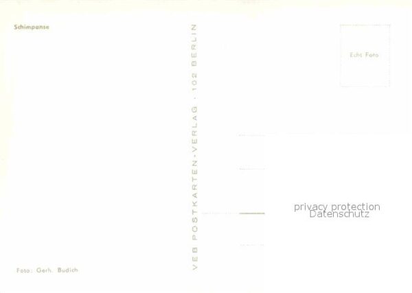 Affen Schimpanse – Bild 2