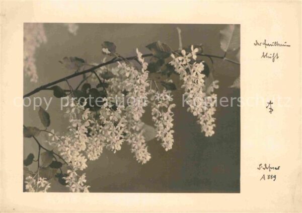 Fotografie Blüten Baum