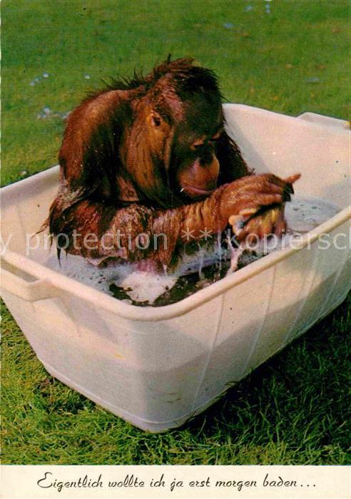 Affen Baden