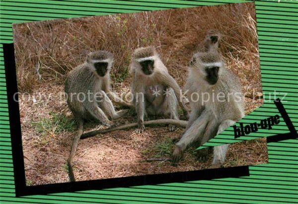 Affen Vervet Monkeys Grünmeerkatzen