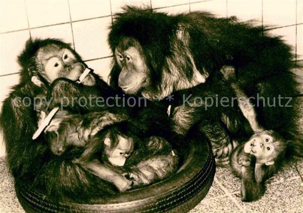 Affen Orang-Utan-Mütter mit Jungen Zoo Dresde