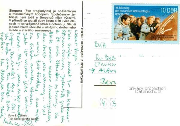 Affen Schimpansen – Bild 2