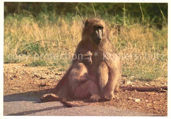 Affen Female Baboon with her Baby