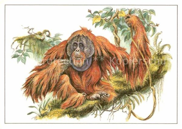 Affen Orang-Utan Zeichnung Reiner Zieger