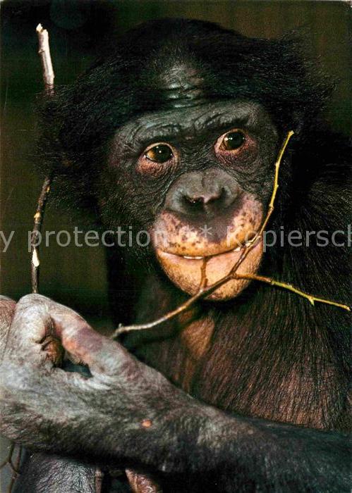 Affen Bonobo Zoo Leipzig